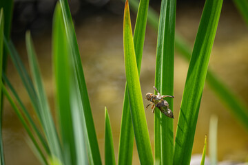 Empty dragonfly nymph on green leaf of water iris.