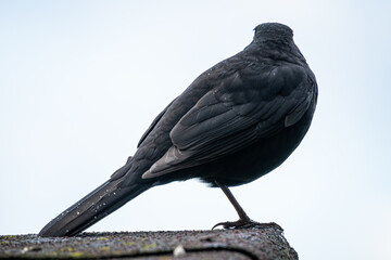 A blackbird with its back turned.