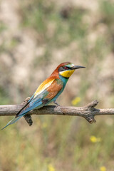 European bee-eater (merops apiaster) on a branch in spring.