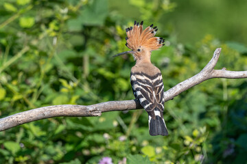 Hoopoe (Upupa epops) perched on a branch with its ruffled red crest.