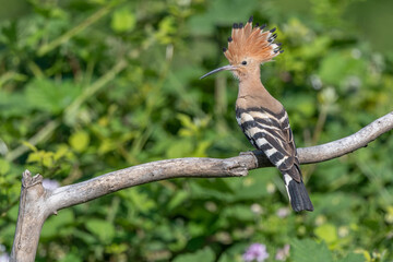 Hoopoe (Upupa epops) perched on a branch with its ruffled red crest.
