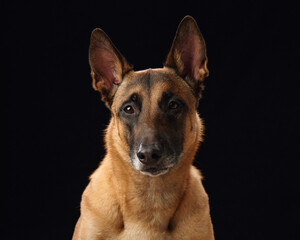 Belgian Malinois portrait against a black background. This image showcases the alertness and keen gaze of the breed, with detailed attention to its facial features and coat texture