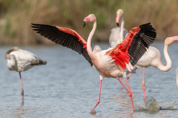 Flamingo (Phoenicopterus roseus) in a pond of a natural reserve.