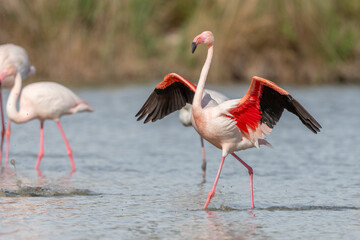 Flamingo (Phoenicopterus roseus) in a pond of a natural reserve.