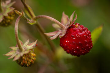 Close-up of a ripe red wild strawberry.
