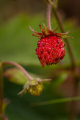 Close-up of a ripe red wild strawberry.