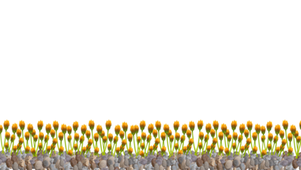 yellow flower buds on gravel isolated on transparent background	
