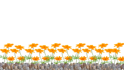 orange cosmos flower on gravel isolated on transparent background, bottom background	
