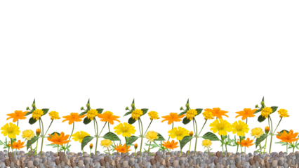 yellow flowers on gravel, isolated on transparent background, bottom background.	