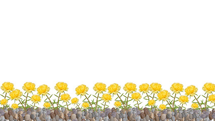 yellow Purslane, Moss Rose, Ten O'Clock, Sun Rose or Portulaca Grandiflora Flower on gravel, isolated on transparent background, bottom background