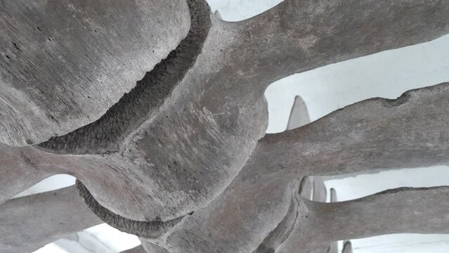 Big grey skeleton of big blue whale. Whale spine. Real whale bones. Balaenoptera musculus