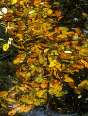 Fallen Yellow and Tan Leaves in the Water.