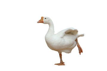 Fototapeta premium Beautiful American pekin isolated on transparent background png file