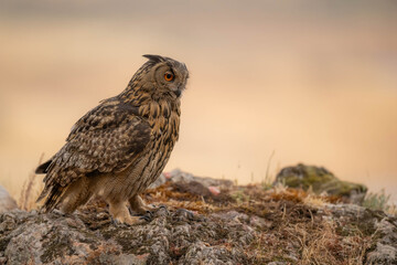 the majestic eagle owl