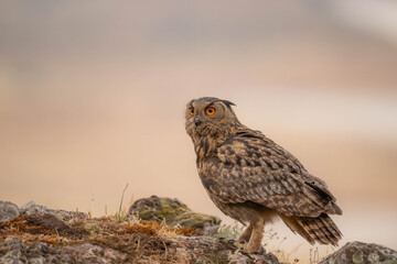 the majestic eagle owl