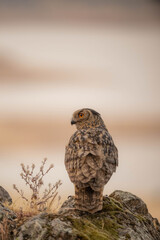 the majestic eagle owl