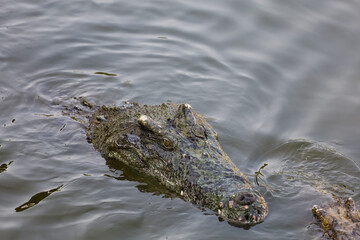 Close up salt crocodile is show head in river