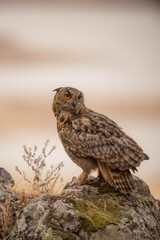 the majestic eagle owl