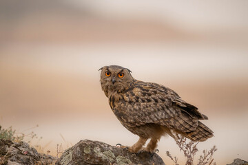 the majestic eagle owl