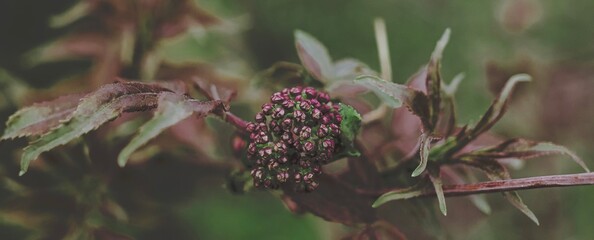 Black elderberry elder bush blooming. Floral spring summer natural background. Beautiful flower....