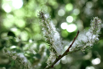 Poplar fluff on the branch among green leaves. Summer landscape. Poplar fluff is to blame for allergies.