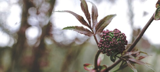 Black elderberry elder bush blooming. Floral spring summer natural background. Beautiful flower....