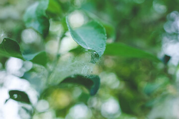 Poplar fluff on the branch among green leaves. Summer landscape. Poplar fluff is to blame for...