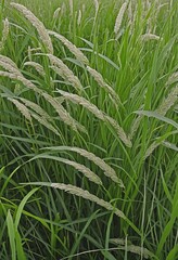 Fototapeta premium wild pampas grass
