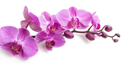 Orchid on white background  