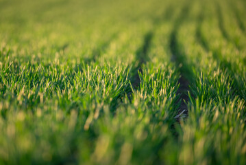 Young sprouts of winter wheat in light of sunrise. Rows of green grain crops, field of young wheat, barley or rye, fertile agricultural land