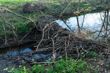 Stream with beaver dam in it, made of tree branches piled together. View of beaver dam in early spring, making water to stop, some green plants nearby, wild nature life