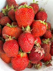 A harvest of red strawberries in a white plastic bucket, collected from the beds in your own garden plot