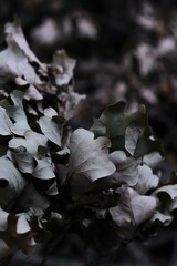 close up view of dried oak leaves in brown and gray shades, blurred background. metaphors for aging, time passing, or transformation, seasonal changes in nature, withered plant, biodegradation.