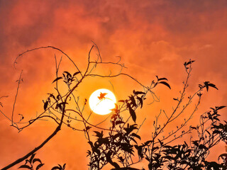 Beautiful shot of the moon at sunset framed with tree leaves. 