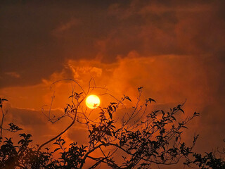 Beautiful shot of the moon at sunset framed with tree leaves. 