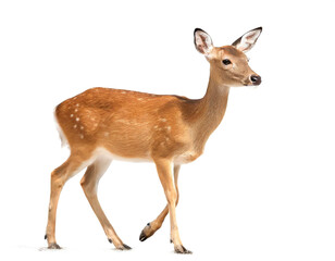 Naklejka premium Rehkuh stehend auf vier beinen isoliert auf weißen Hintergrund, Freisteller 