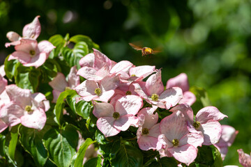 Pink dogwood flowers on a background of green foliage in the garden