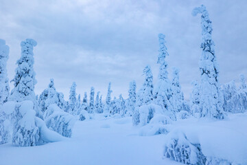 snow covered trees