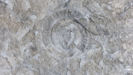 Top down view of exposed ammonite fossil imprinted onto rocky surface at Kilve Beach on the Jurassic Coast in England UK