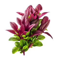 Amaranth Greens on Transparent Background