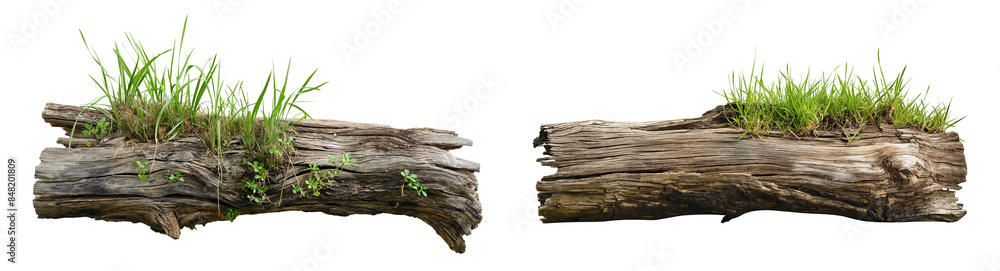 Poster fallen tree trunk with grass growing on it isolated on transparent or white background