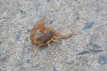 Indian red scorpion. It is considered to be the most lethal scorpion in the world. It's other names eastern Indian scorpion, aHottentotta tamulus and Indian Red Tail Scorpion. 