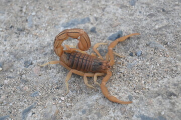 Indian red scorpion. It is considered to be the most lethal scorpion in the world. It's other names eastern Indian scorpion, aHottentotta tamulus and Indian Red Tail Scorpion. 