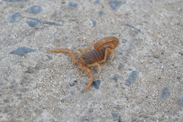 Indian red scorpion. It is considered to be the most lethal scorpion in the world. It's other names eastern Indian scorpion, aHottentotta tamulus and Indian Red Tail Scorpion. 