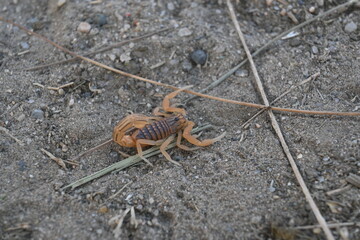 Indian red scorpion. It is considered to be the most lethal scorpion in the world. It's other names eastern Indian scorpion, aHottentotta tamulus and Indian Red Tail Scorpion. 