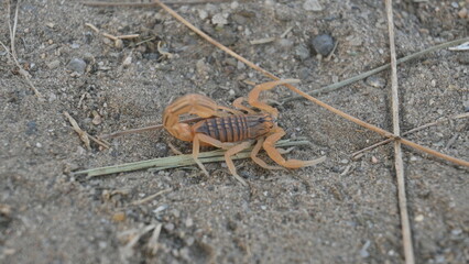 Indian red scorpion. It is considered to be the most lethal scorpion in the world. It's other names eastern Indian scorpion, aHottentotta tamulus and Indian Red Tail Scorpion. 