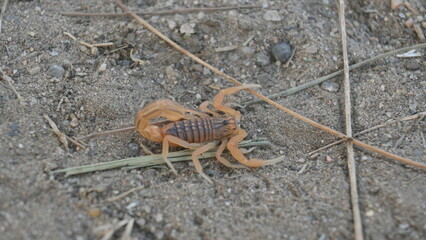 Indian red scorpion. It is considered to be the most lethal scorpion in the world. It's other names eastern Indian scorpion, aHottentotta tamulus and Indian Red Tail Scorpion. 