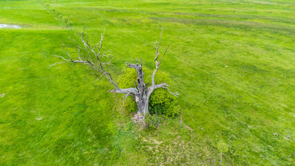 Łęgi rogalińskie z góry i dąb Orzeł.  © fotozen