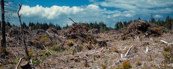 Clear cut logging in the coast range mountains near Bandon Oregon