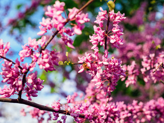 a bee on a branch of flowering Cercis canadensis in spring